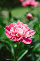 Obraz premium pink peony flower. peonies in the garden