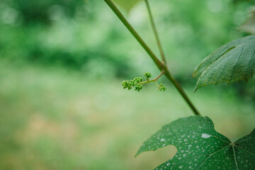 young grapes. grape growth. future grapes.