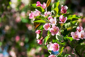 Flowering branches of the decorative apple tree malus ola close-up. A spring tree blooms with pink petals in a garden or park