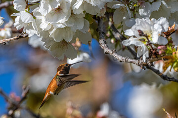 Rufous Hummingbird (Selasphorus rufus) Feeding on Cherry Flowers