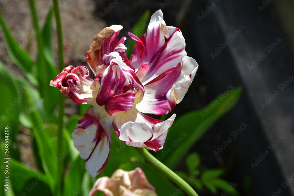 Wall mural view of a fading open tulip flower in natural conditions in the garden. completion of flowering. nat