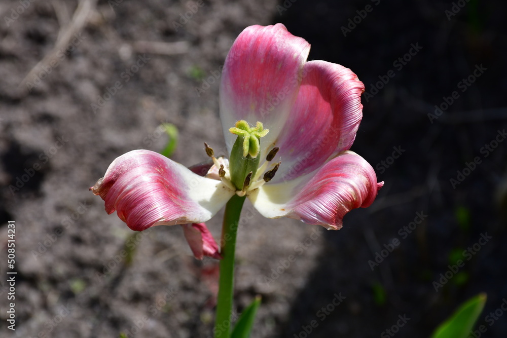 Wall mural top view of a fading open tulip flower in natural conditions in the garden on a blurred background. 