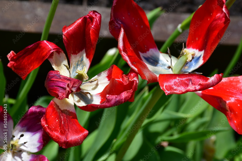 Wall mural view of fading open tulip flowers in natural conditions in the garden. completion of flowering. natu