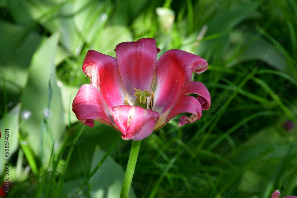 Wall mural view of a fading open tulip flower in natural conditions in the garden. completion of flowering. nat