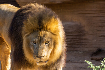 Naklejka premium Lion Facing forward