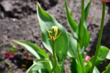 a tulip pistil without petals in the garden. The tulip has faded and the petals have fallen off. The pistil begins to transform into a fruit with seeds