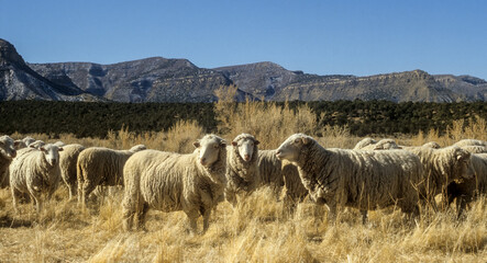 Sheep in Mountains Mesa Verde