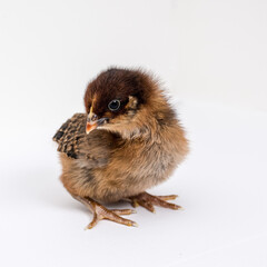 Partridge Rock Chick