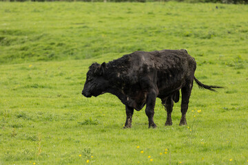 Black pedigree stud  bull on English farmland