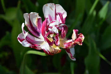 view of a fading open tulip flower in natural conditions in the garden. Completion of flowering. Natural texture and defects of the petals without processing and retouching. Aging. Beautiful old age