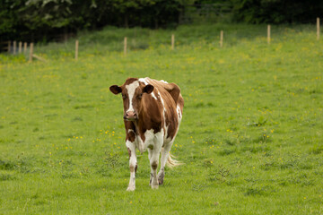 Fototapeta na wymiar brown and white cow in a green pasture