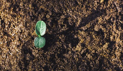 Pumpkin seedlings grow from fertile ground and have technology icons about minerals in the soil...