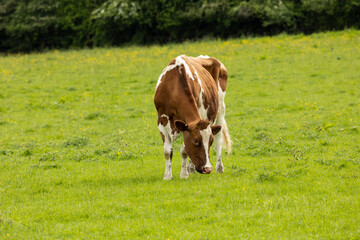 Fototapeta na wymiar brown and white cow grazing on fresh summer green grass