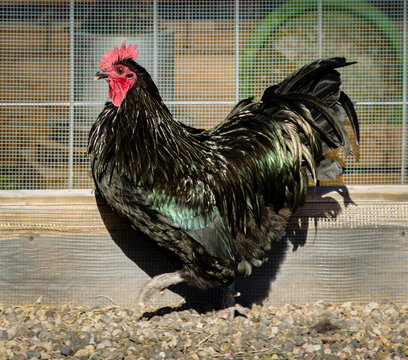 Australorp Rooster

