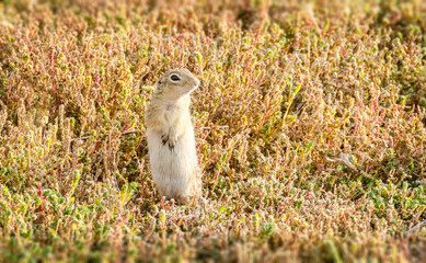 Naklejka na ściany i meble Ground Squirrel in grass Colorado