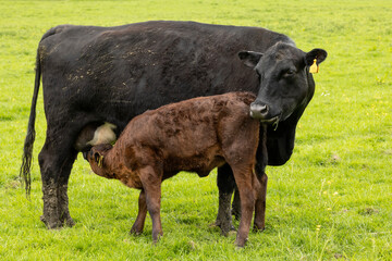mother cow suckling her calf,  on a green field