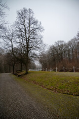 Empty road between trees