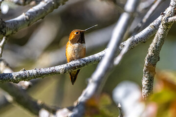 Rufous Hummingbird (Selasphorus rufus) Perching on a Cherry Branch
