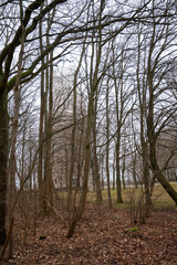 Old tower behind the bush