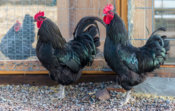 Two Australorp Roosters