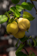 In the garden, pears ripen on a tree branch. Selective focus on a pear against the backdrop of beautiful bokeh