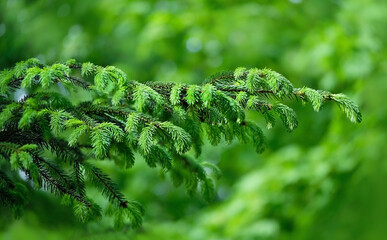 spring gentle young needles on spruce branch tree close up, abstract Natural background. Evergreen coniferous trees in forest. spring season