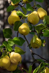 In the garden, pears ripen on a tree branch. Selective focus on a pear against the backdrop of beautiful bokeh
