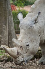 Naklejka premium Nashorn Rhinozeros Rhino Zoo Horn Wildlife 