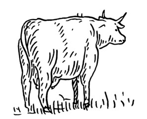 Cow. Vintage vector engraving illustration. Isolated on white background
