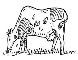 Cow. Vintage vector engraving illustration. Isolated on white background