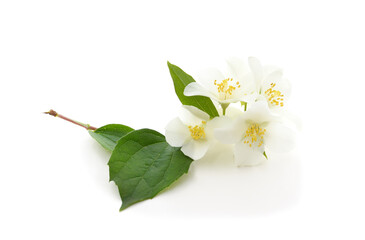 Fototapeta premium White beautiful jasmine with leaves.