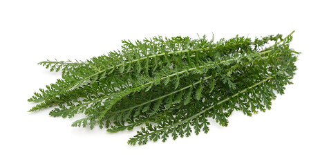 Bunch of green grass.