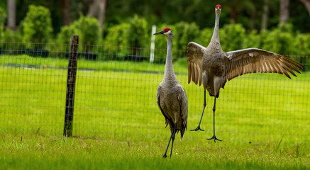 two Florida sandhill cranes one jumping 