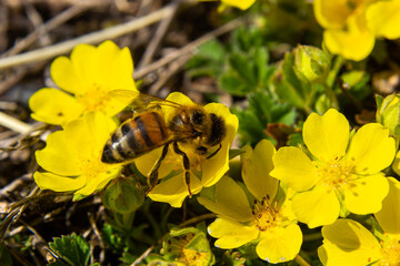 bee collects nectar from Potentilla arenaria, Tormentilla erecta, Potentilla laeta, Potentilla tormentilla, tormentil, septfoil, erect cinquefoil yellow small wildflowers melliferous plants