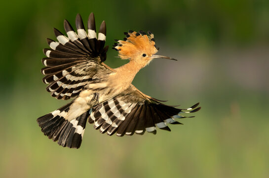 Eurasian hoopoe bird close up ( Upupa epops )