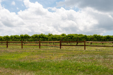 A green grassy meadow in the foreground with a wooden fence. There are rows of grapevines, trees and cultivated plants on trellises. The farmland's spring crop is a green grape for wine production. 