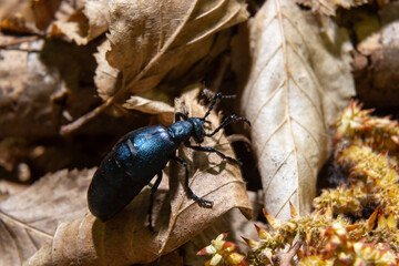 The violet oil beetle Meloe violaceus, is a species of oil beetle belonging to the family Meloidae. These beetles are present in most of Europe, in East Palearctic ecozone, in the Near East