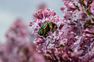 Golden bronze, Cetonia aurata, is a species of winged from the subfamily of bronzes, Cetoniinae. Bronze beetle collects nectar and pollen from the flowers of a lilac bush, Syringa