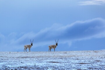 Wild Tibetan antelope with long horns on the top of the mountain. The background is a beautiful blue sky and white clouds.