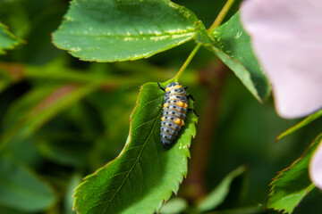 Macro Photo of Ladybug Larvae on Green Leaf Isolated on Backgrou