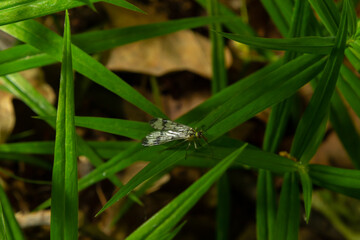 Panorpa communis is the common scorpionfly a species of scorpionfly. Its are useful insects that eat plant pests