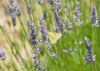 Phoebis sennae, the cloudless sulphur butterfly drinking nectar from purple lavender flowers.