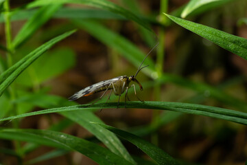 Panorpa communis is the common scorpionfly a species of scorpionfly. Its are useful insects that eat plant pests