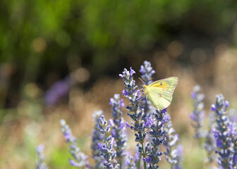 Phoebis sennae, the cloudless sulphur butterfly drinking nectar from purple lavender flowers.