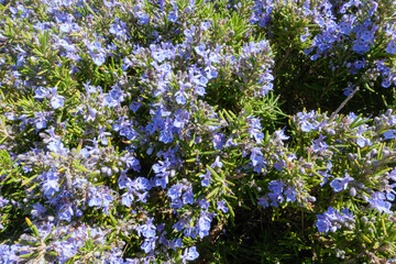 Wanderung auf dem GR 221 Ruta de Pedra en Sec durch das Tramuntana Gebirge auf Mallorca. Hier blühender Rosmarin, Salvia rosmarinus am Wegesrand.