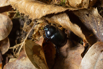 Forest beetle, Anoplotrupes stercorosus, a species of dung beetle and the subfamily Geotrupinae