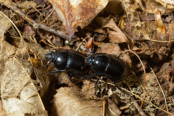 Forest beetle, Anoplotrupes stercorosus, a species of dung beetle and the subfamily Geotrupinae