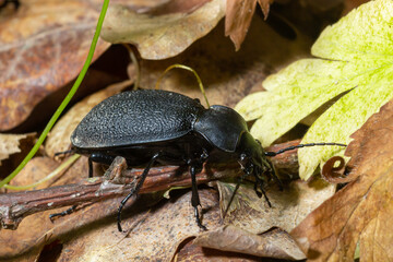 Carabus coriaceus is a species of beetle widespread in Europe, where it is primarily found in deciduous forests and mixed forests.