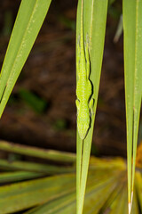 Sleeping Green Anole - Anolis carolinensis