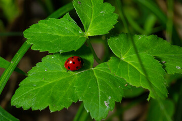 Ladybug with seven spots, Coccinella septempunctata, Coleoptera Coccinellidae on a green leaf in the forest close up